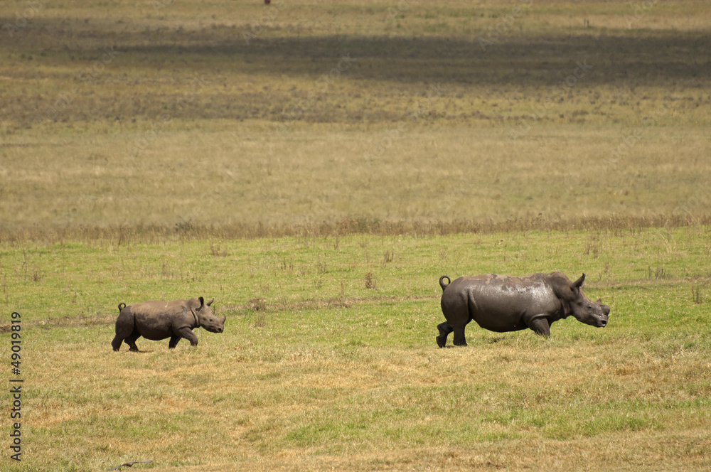 Rhinoceros in Kruger National Park Rhinoceros in Kruger National Park