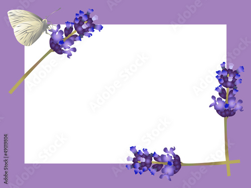 White butterfly