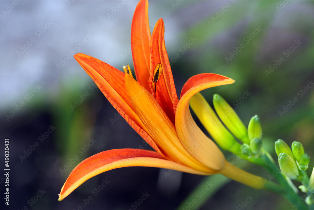Obraz premium Day lily bud