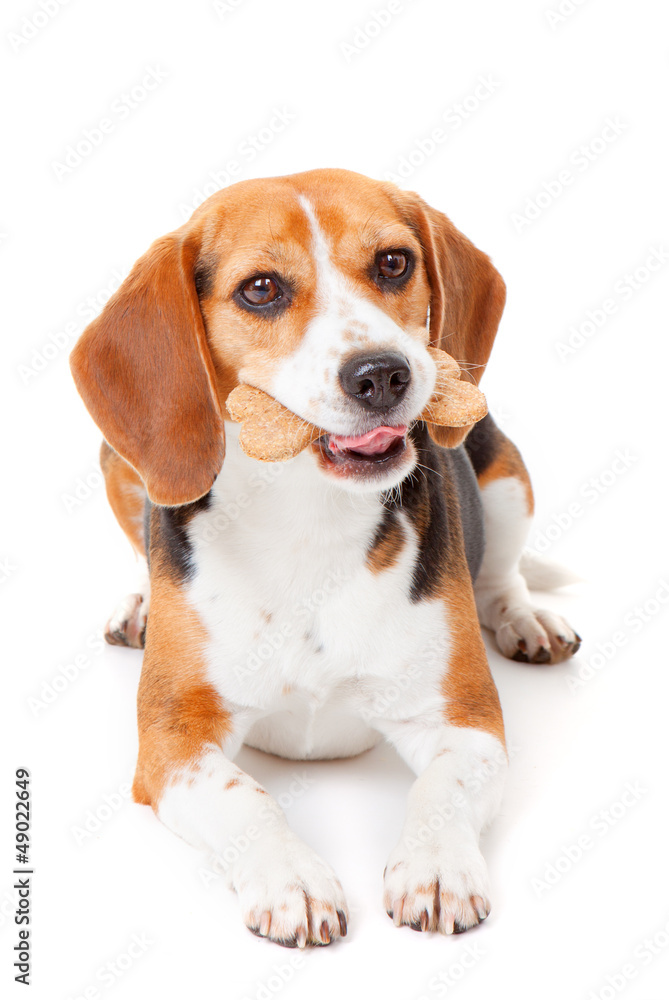 dog with biscuit