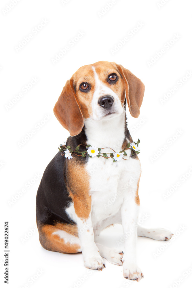 beagle pet dog