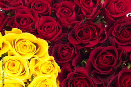 Closeup of roses