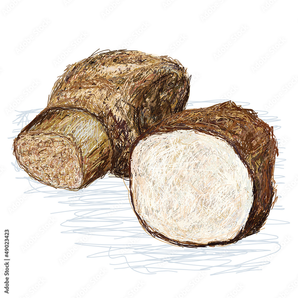 taro cyrtosperma cross section