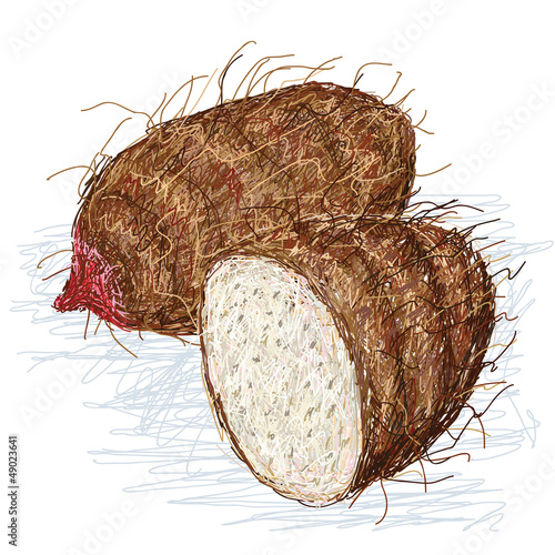 taro xanthosoma cross section