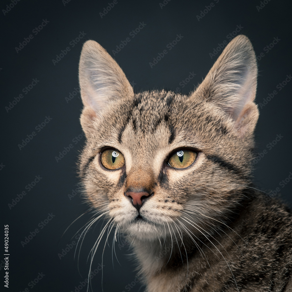 Little gray kitten close up on dark background. Little gray kitten close up on dark background.