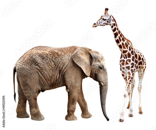 giraffes with elephant isolated on white © vencav