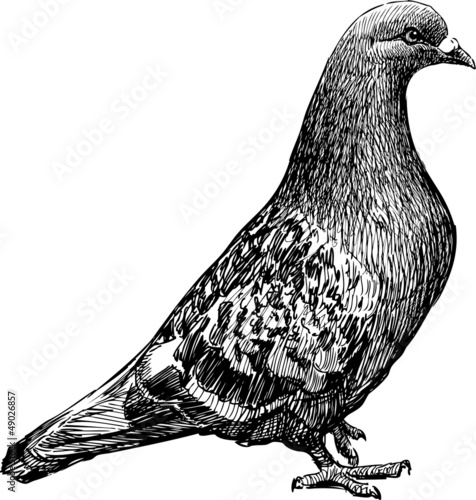 pigeon