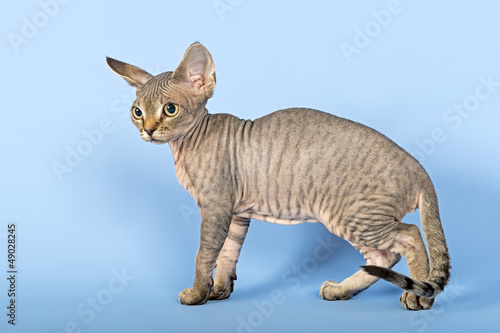 Fototapeta Naklejka Na Ścianę i Meble -  Katzen-Devon-Rex-3531