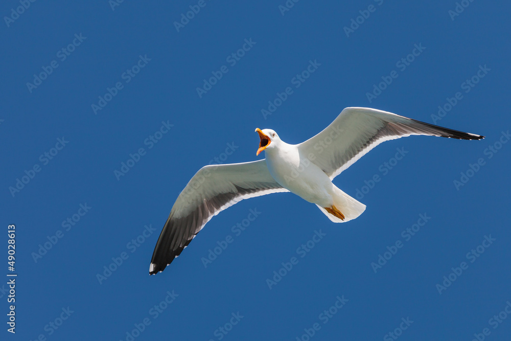 Obraz premium Screeching seagull with a deep blue sky