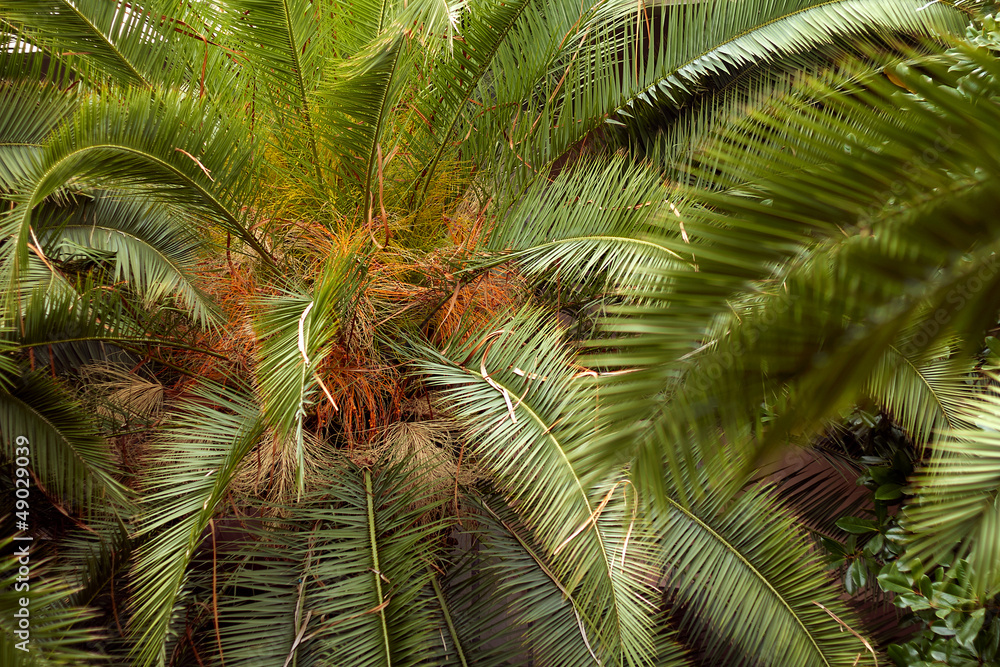 Fototapeta premium Coconut tree