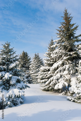 Snowy trees © soleg