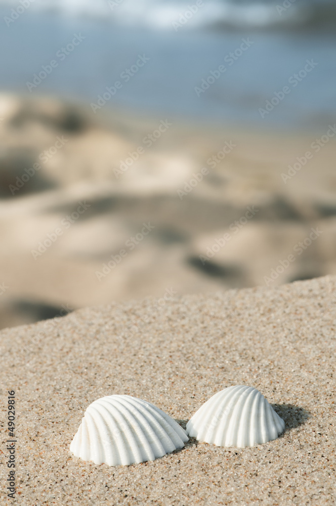 Muscheln am Strand, Sommerurlaub an der Küste Muscheln am Strand, Sommerurlaub an der Küste