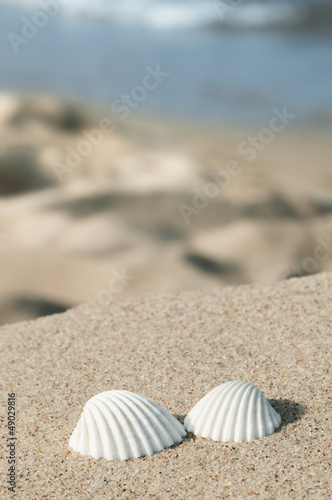 Muscheln am Strand, Sommerurlaub an der Küste