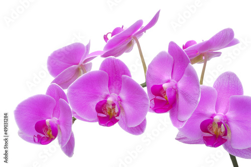 Orchidee Detail Blume Blüte
