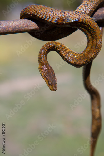 River snake on wooden stick with blurred background