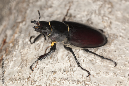 Female Stag beetle, Lucanus cervus on oak, macro photo