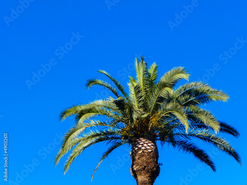 Palm tree on a turquoise background