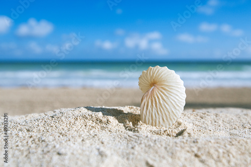 paper nautilus shell  with ocean , beach and seascape photo