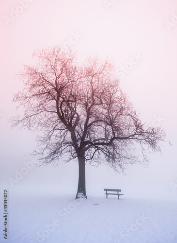 Canvas Print Winter tree in fog at sunrise
