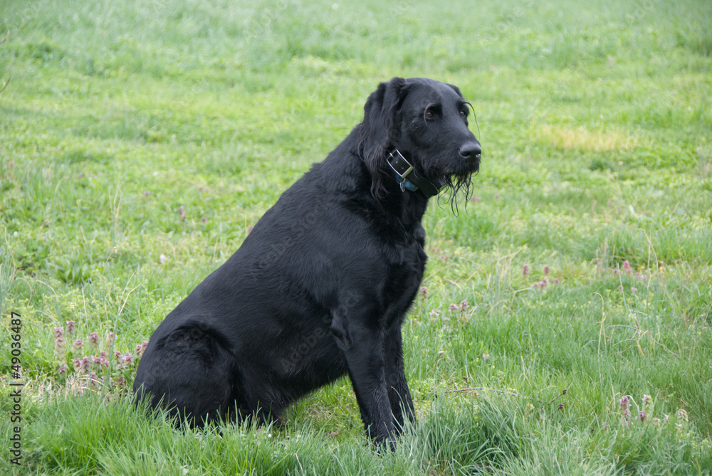 Black dog sitting on green grass