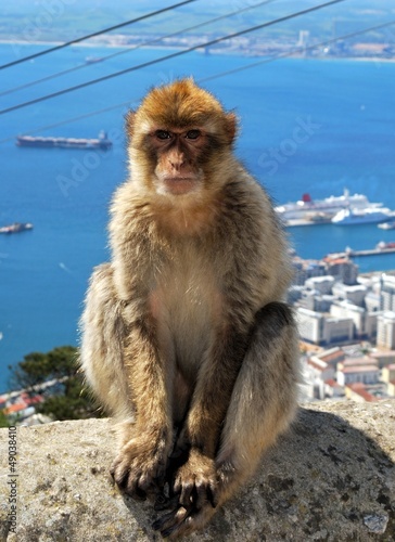 Barbary ape, Gibraltar © Arena Photo UK © arenaphotouk