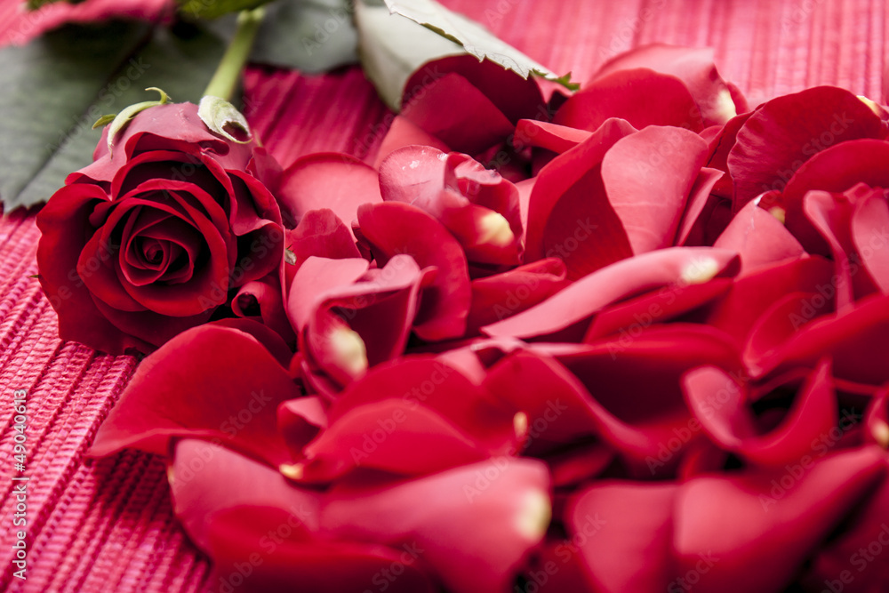 Red rose with rose petals