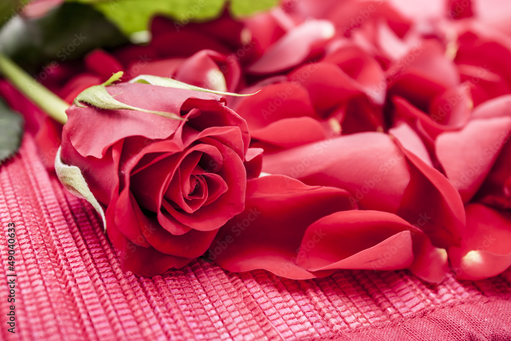 Red rose with rose petals