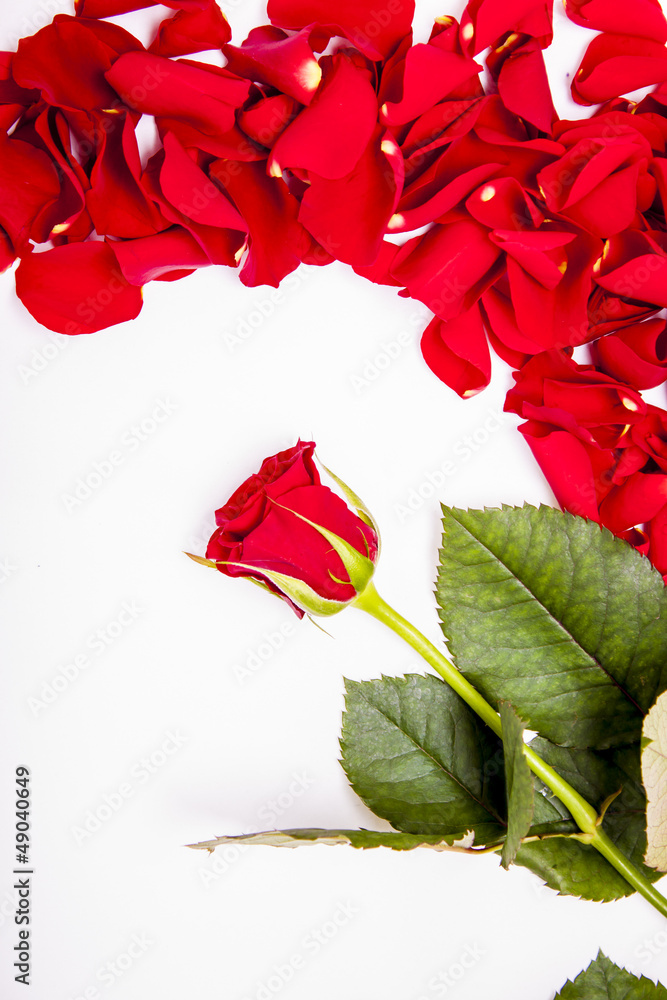 Red rose with rose petals