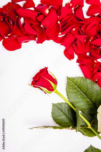 Obraz na płótnie Red rose with rose petals w salonie