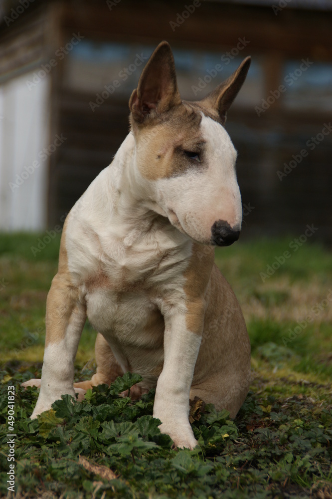 Bull terrier miniature