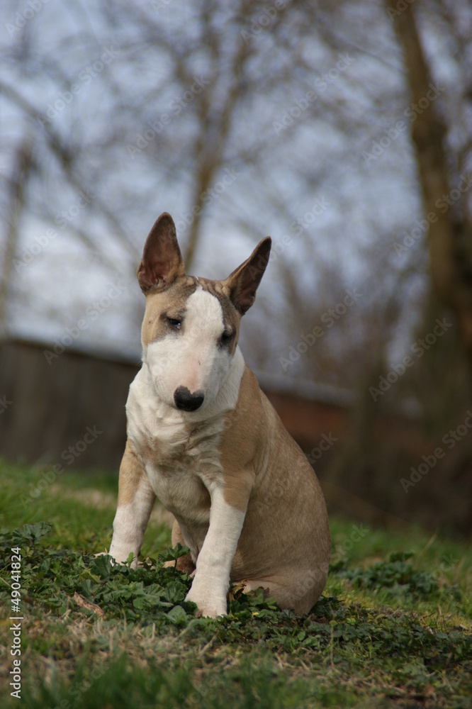 Bull terrier miniature