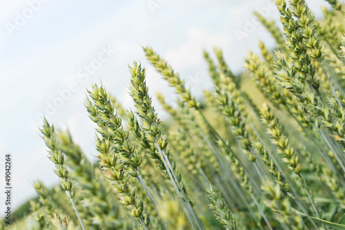 wheat  field