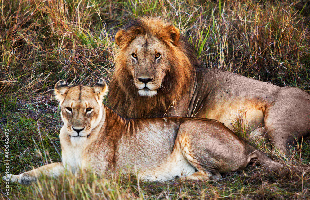 Obraz premium Male lion and female lion. Safari in Serengeti, Tanzania, Africa