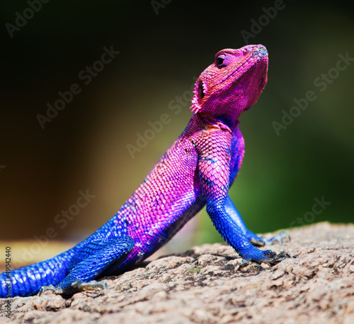 The Mwanza Flat-headed Agama. Serengeti, Tanzania photo