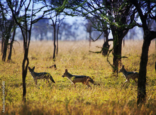 Jackals on savanna. Safari in Serengeti  Tanzania  Africa