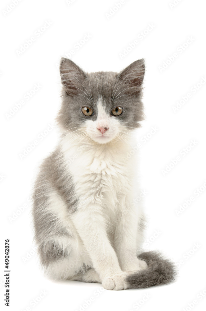 Grey and white kitten Grey and white kitten