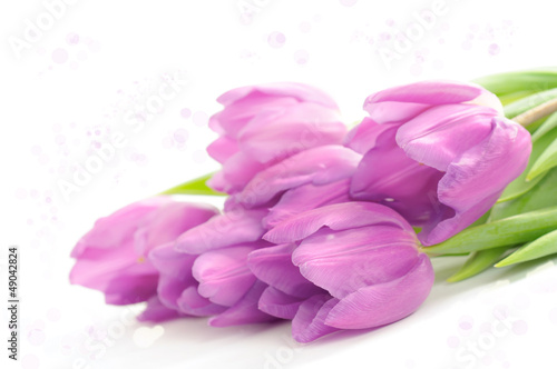 Tulip flowers on the white