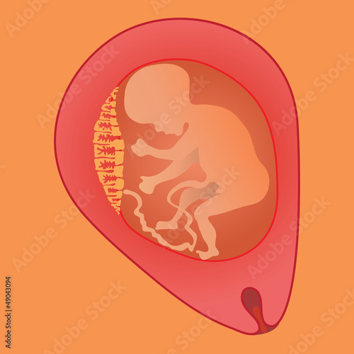 fetus