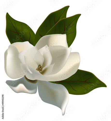 single magnolia flower isolated on white