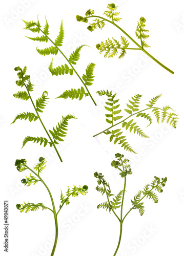 spring green young fern branches on white