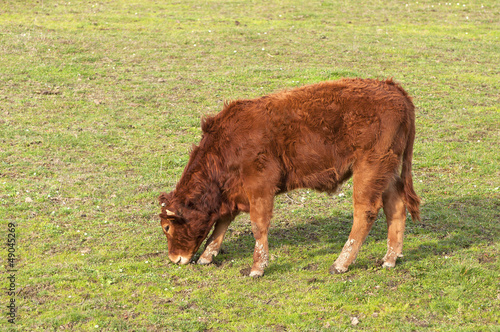 Red heifer grazing in the green pastures
