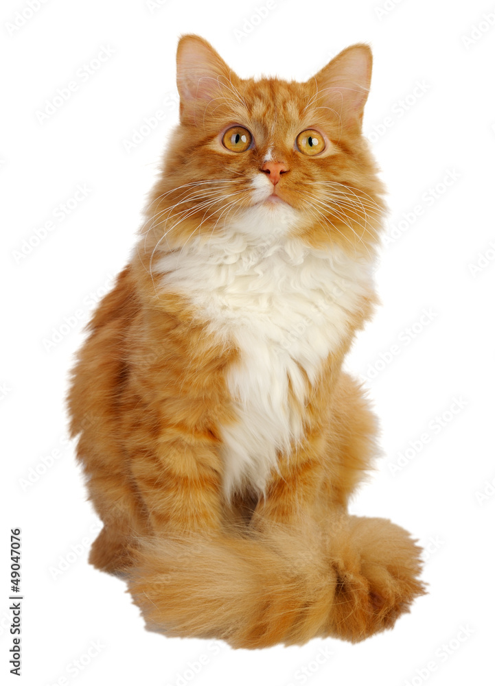 Obraz premium Ginger cat
