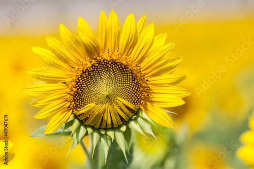 Fototapeta Naklejka Na Ścianę i Meble -  Sunflowers macro detail.