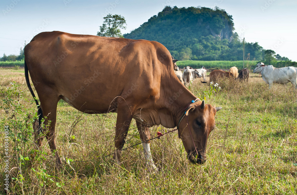 Cow Cow