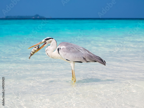 Great white pelican eating a fish