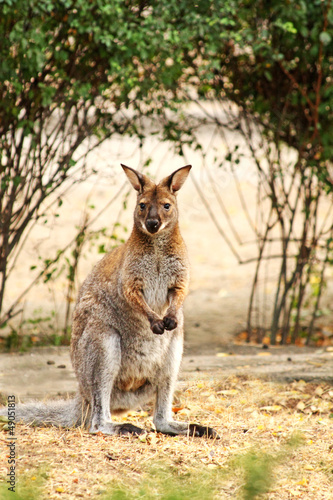 kangaroo © Darya Prokapalo