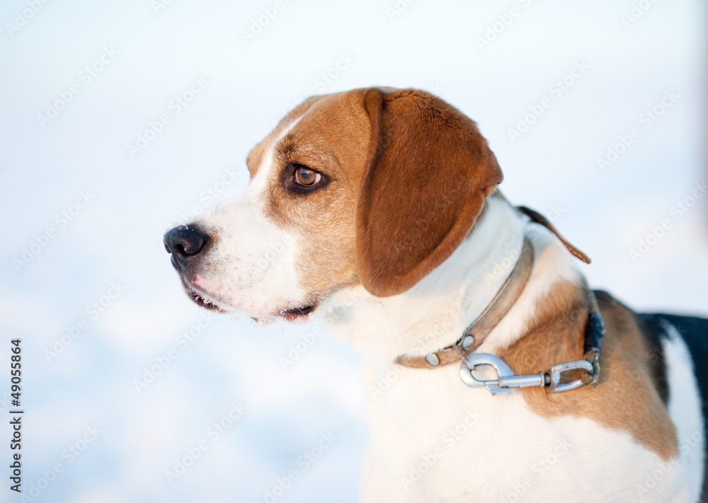 Cute dog Cute dog