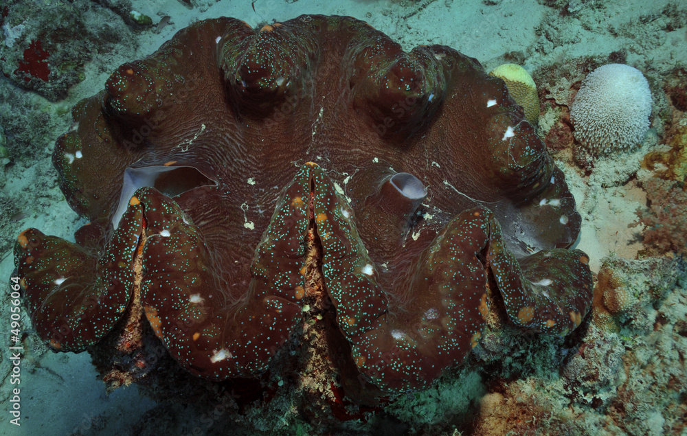 Fototapeta premium Riesenmuschel