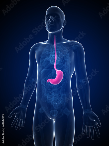 3d rendered illustration of the male stomach