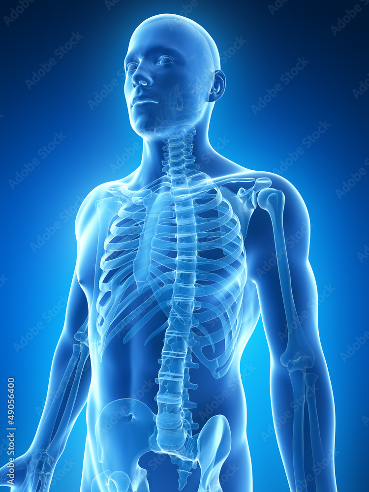 3d rendered illustration of the male skeleton 3d rendered illustration of the male skeleton